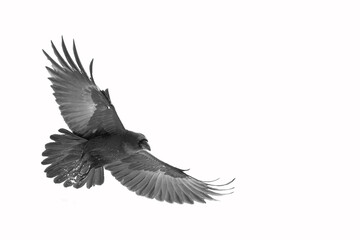 Birds flying raven isolated on white background Corvus corax. Halloween, silhouette of a large black bird in flight cut out on a white background for use in graphic arts