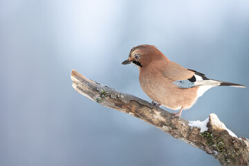 Bird Eurasian Jay Garrulus glandarius sitting on the branch Poland, Europe