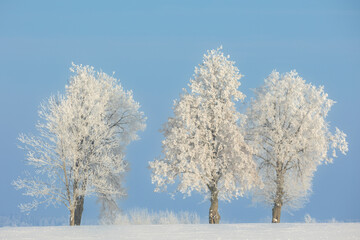Landscape winter frosty sunny day, blue sky, trees covered with frost, Poland Europe
