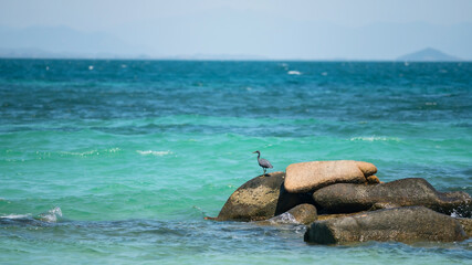black egret on rock beach over turquoise sea in Ko Man Klang