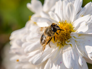 Blooming Aster flower in a sunny bontanical garden