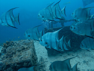 Fototapeta premium Atlantic Spadefish