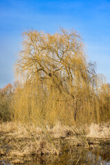 Fototapeta premium Weide im winterlichen Tegeler Fliess