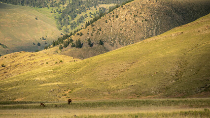 Obraz premium Mother and Calf Elk Graze Alone Below The Hills Near Gardiner