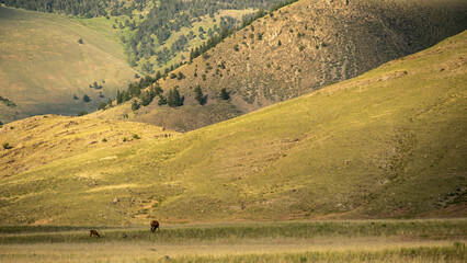 Mother and Calf Elk Graze Alone Below The Hills Near Gardiner
