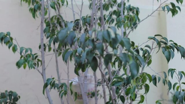 plants in the wind