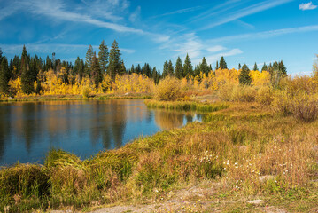 Fototapeta na wymiar Autumn scene on western Colorado's Grand Mesa with golden aspen trees and Blue Spruce