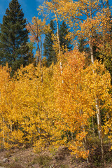 Obraz premium Autumn scene on western Colorado's Grand Mesa with golden aspen trees and Blue Spruce