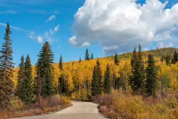 Autumn scene on western Colorado's Grand Mesa with golden aspen trees and Blue Spruce