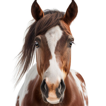 Horse Face Images – Browse 167,968 Stock Photos, Vectors, and