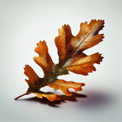 Oak Leaf in Fall Season with White Background created with Generative AI Technology