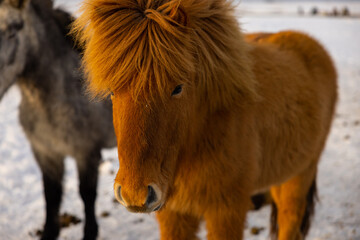 Great capture of a brown Icelandic horse with a well-groomed coat and beautiful hair.