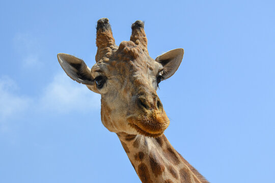 
giraffe with blue sky in the background