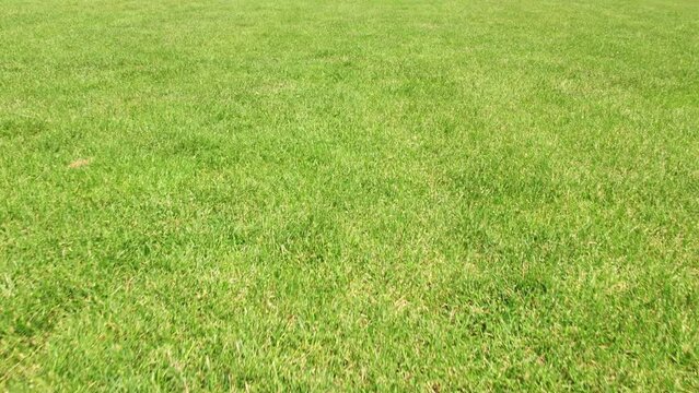 Green grass close up on sunny day. Football field with green grass at summer. Empty sport stadium for games and activity.