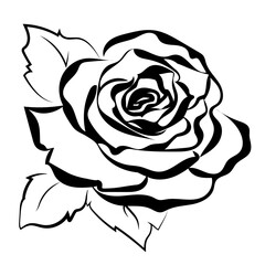Rose as black line sketch drawing for design elements for greeting card
