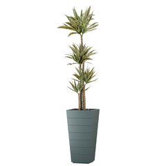 indoor decoration tropical palm plant in pot, isolated on transparent or white background, photoreal 3d render