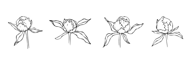 Linear sketch of peony flower buttons.Vector graphics.