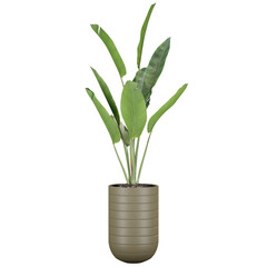 Fototapeta na wymiar indoor decoration wild banana plant in pot, isolated on transparent or white background, photoreal 3d render