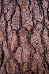 Close up tree bark texture as a wooden background