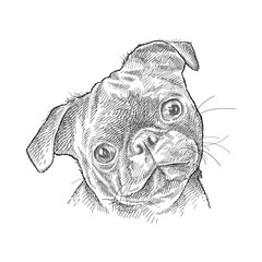 Hand-drawn sketch of cute Pug head in black isolated on white background.