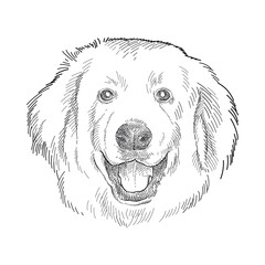 Hand drawn sketch of Pyrenean Mountain Dog or Patou in black isolated on white background.