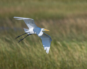 A great egret in flight.