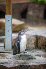 Humboldt's Penguin(s) enjoying a rainy day.