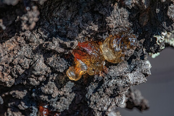 A close up of amber colored sap on tree.