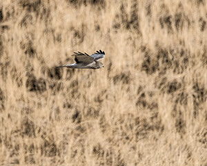 A male northern harrier soaring over dune.