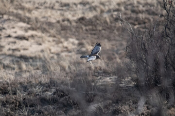 A male northern harrier soaring over dune.