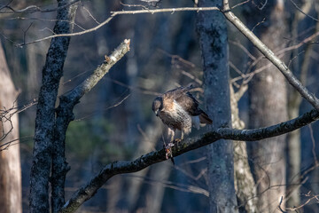 Fototapeta premium Red tailed hawk on a tree branch eating a frog.