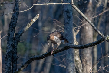 Red tailed hawk on a tree branch eating a frog.