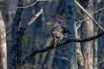 Fototapeta premium Red tailed hawk on a tree branch eating a frog.