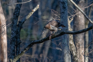 Red tailed hawk on a tree branch eating a frog.
