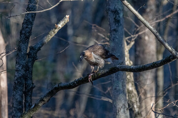 Red tailed hawk on a tree branch eating a frog.