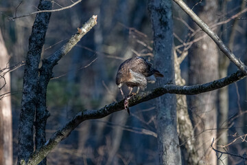 Red tailed hawk on a tree branch eating a frog.