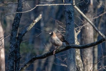 Red tailed hawk on a tree branch eating a frog.