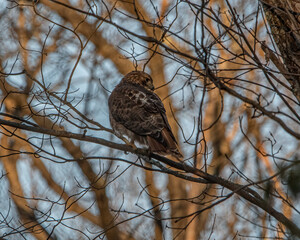 A red tailed hawk perched on a tree branch.