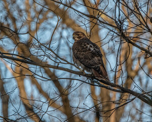 A red tailed hawk perched on a tree branch.