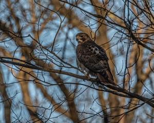 A red tailed hawk perched on a tree branch.