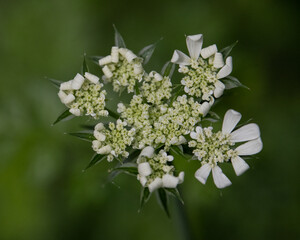 Close up of OG White FInch Orlaya flower.