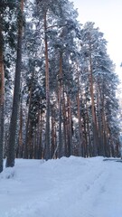 Winter coniferous forest, fir trees in a snow. Winter in Udmurtia