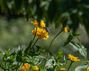 A ruby throated hummingbird feeding on zinnia flower.