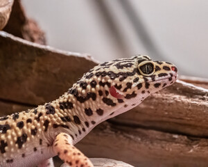 Close up of leopard gecko head.