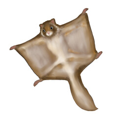 Illustration of Japanese giant flying squirrel isolated 