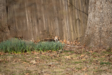 Beagle behind the Bush
