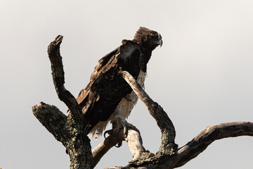 Aigle martial, Polemaetus bellicosus, Martial Eagle