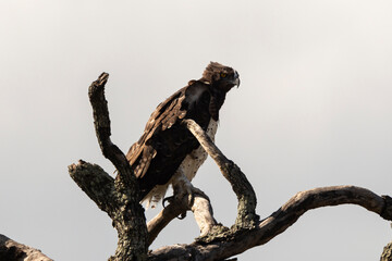 Aigle martial, Polemaetus bellicosus, Martial Eagle