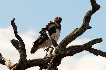 Obraz premium Aigle martial, Polemaetus bellicosus, Martial Eagle