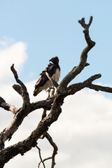Aigle martial, Polemaetus bellicosus, Martial Eagle